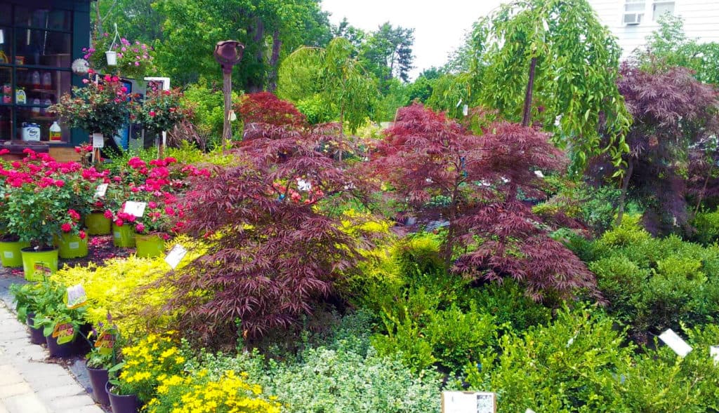 Pinecrest Nursery & Landscaping Company » Full Service Nursery